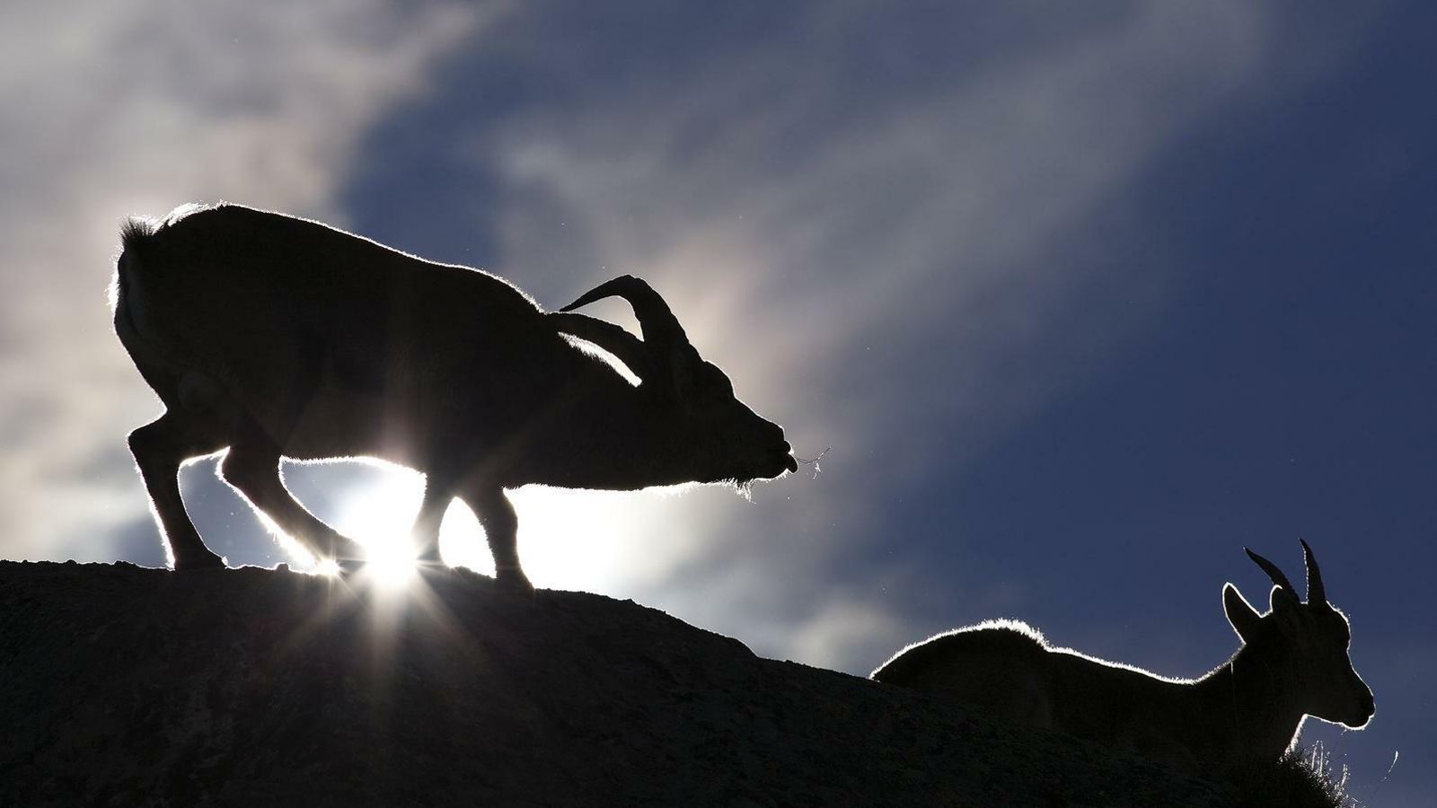 Cortejo de la cabra montés.