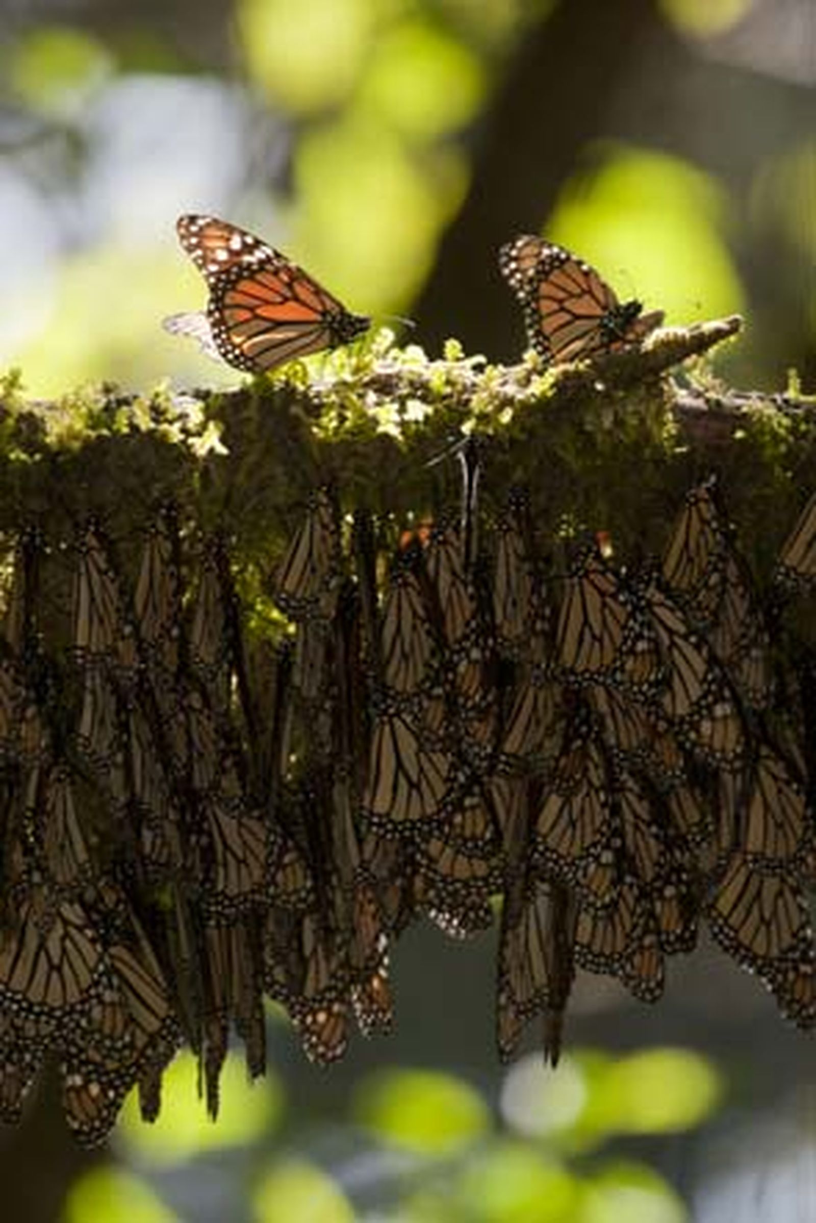 La proeza migratoria de las mariposas monarcas llega hasta Cádiz