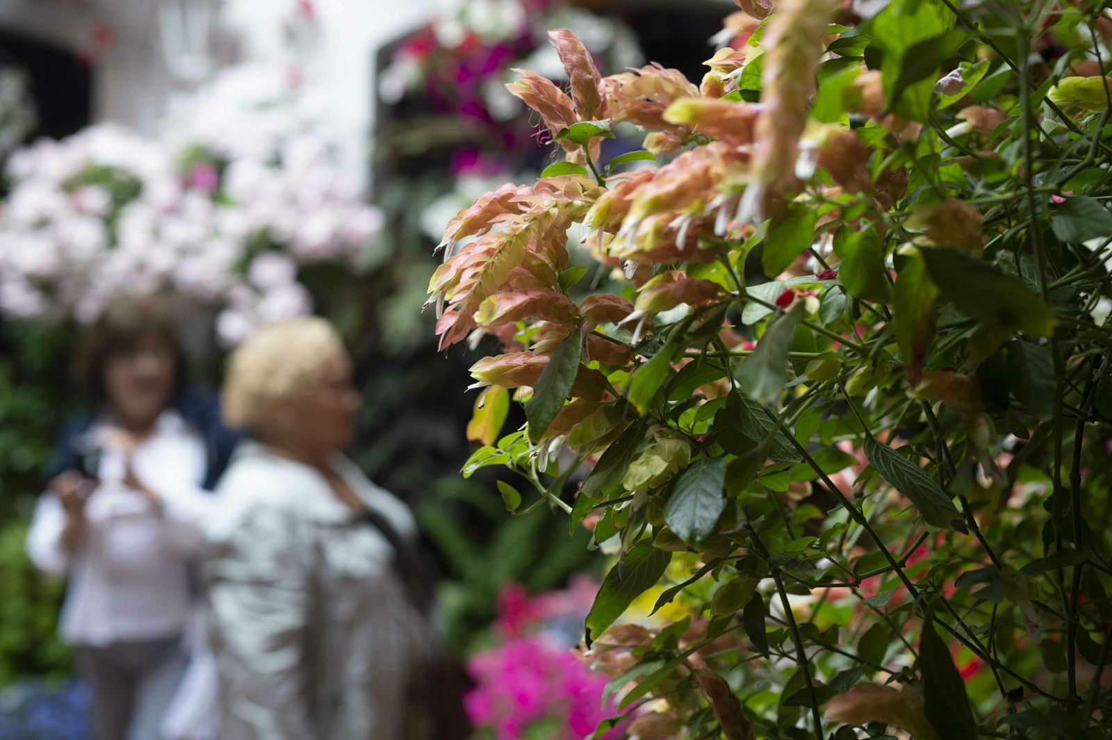 En imágenes: la ruta de los Patios Santa Marina-San Agustín