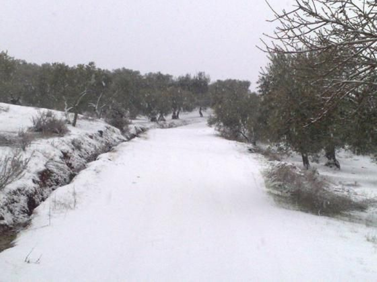 Estado del campo de Guadalcanal durante la nevada./ María José Lobo