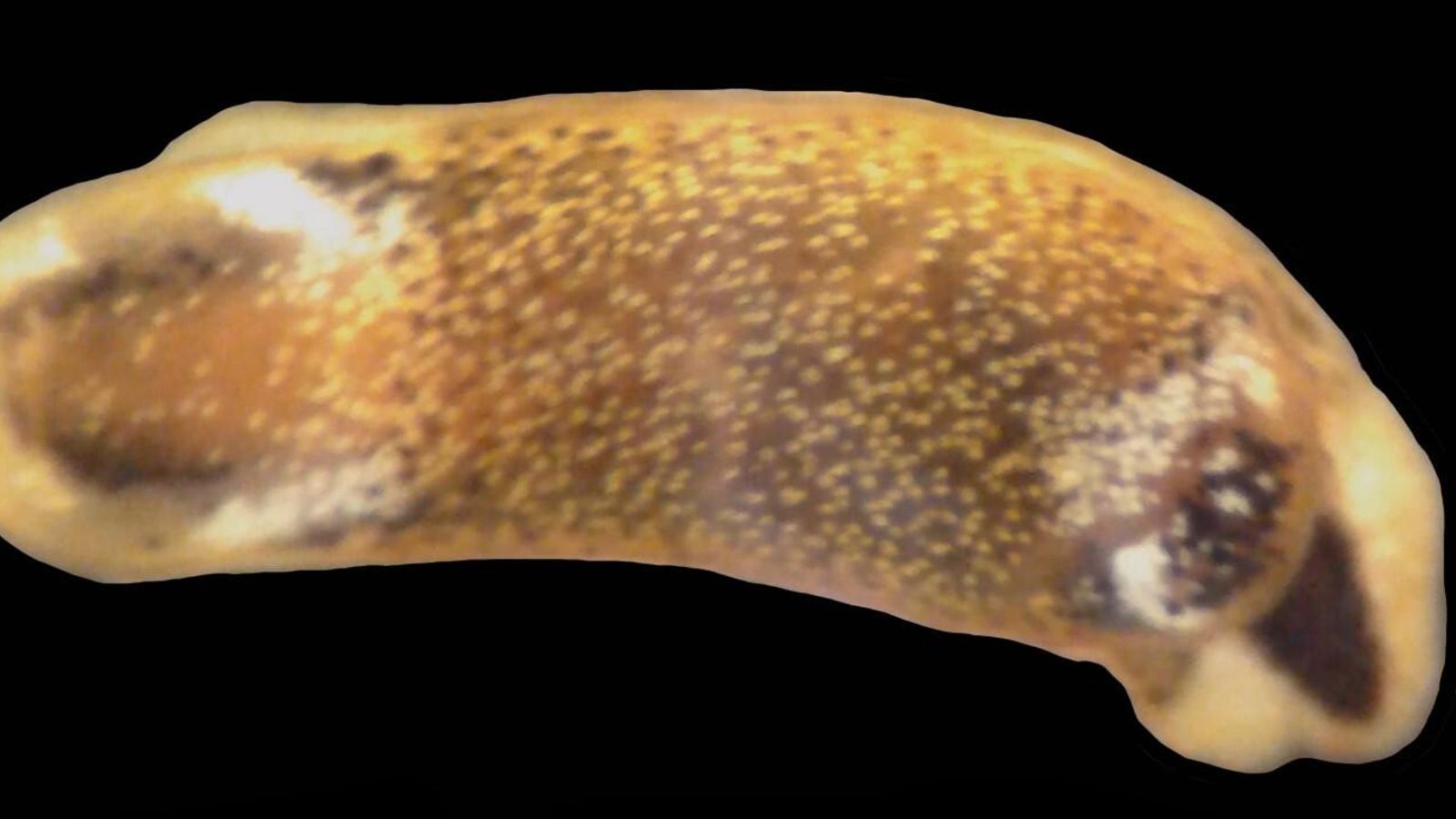 Imagen de la nueva especie de babosa caletera.