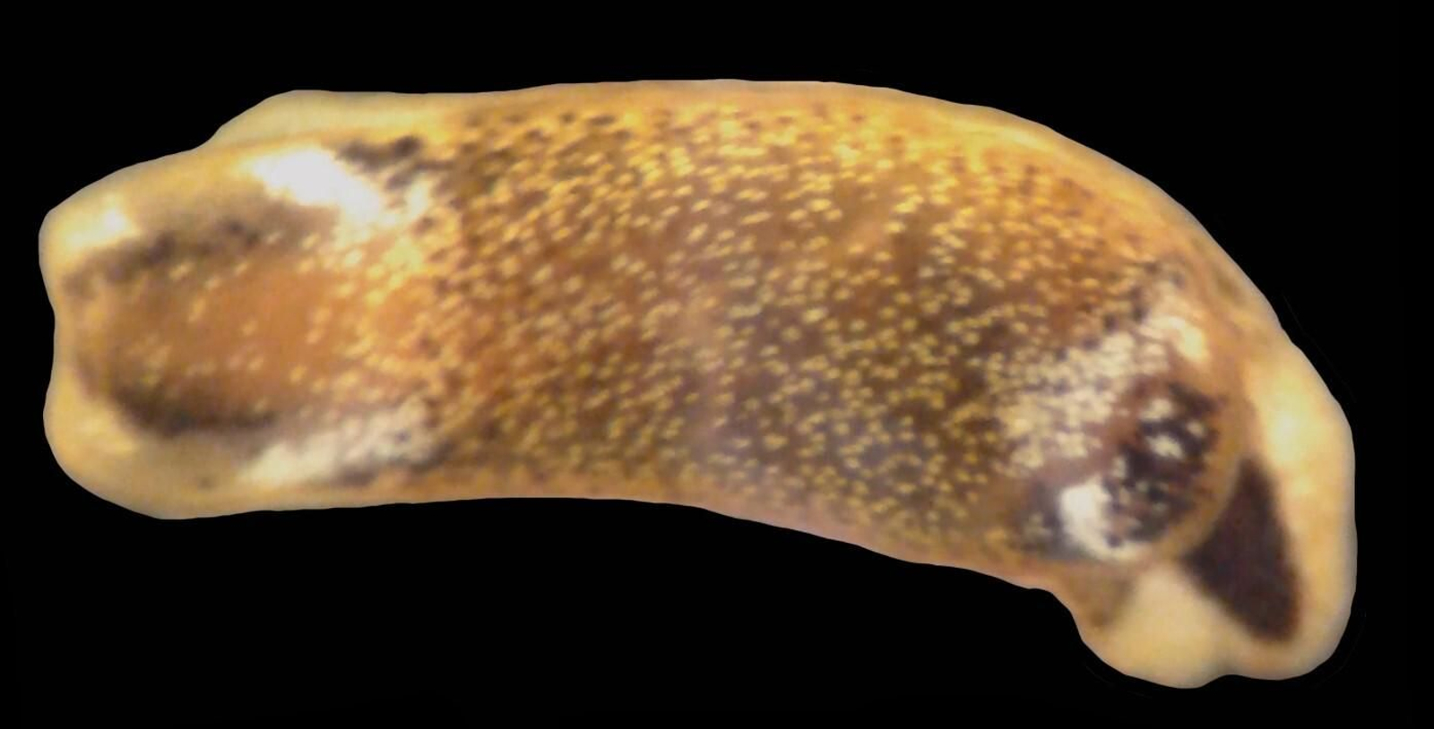 Imagen de la nueva especie de babosa caletera.