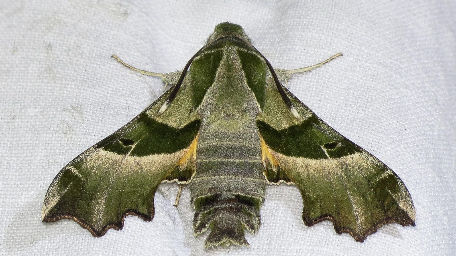 La mariposa nocturna, llamada Proserpinus Proserpina, La mariposa nocturna, llamada Proserpinus Proserpina,