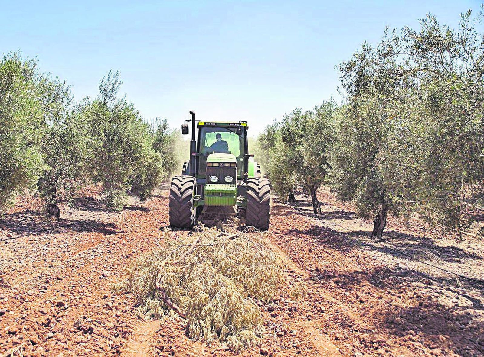 Magnon Green Energy: cómo generar energía renovable gracias al cuidado de los campos andaluces