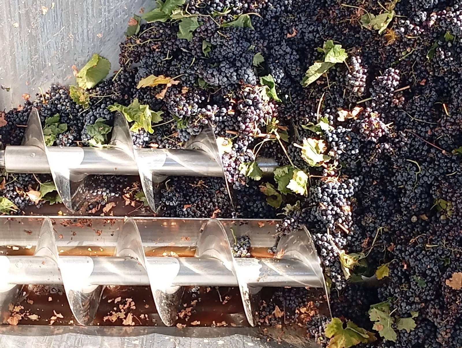 La vendimia de Montilla-Moriles