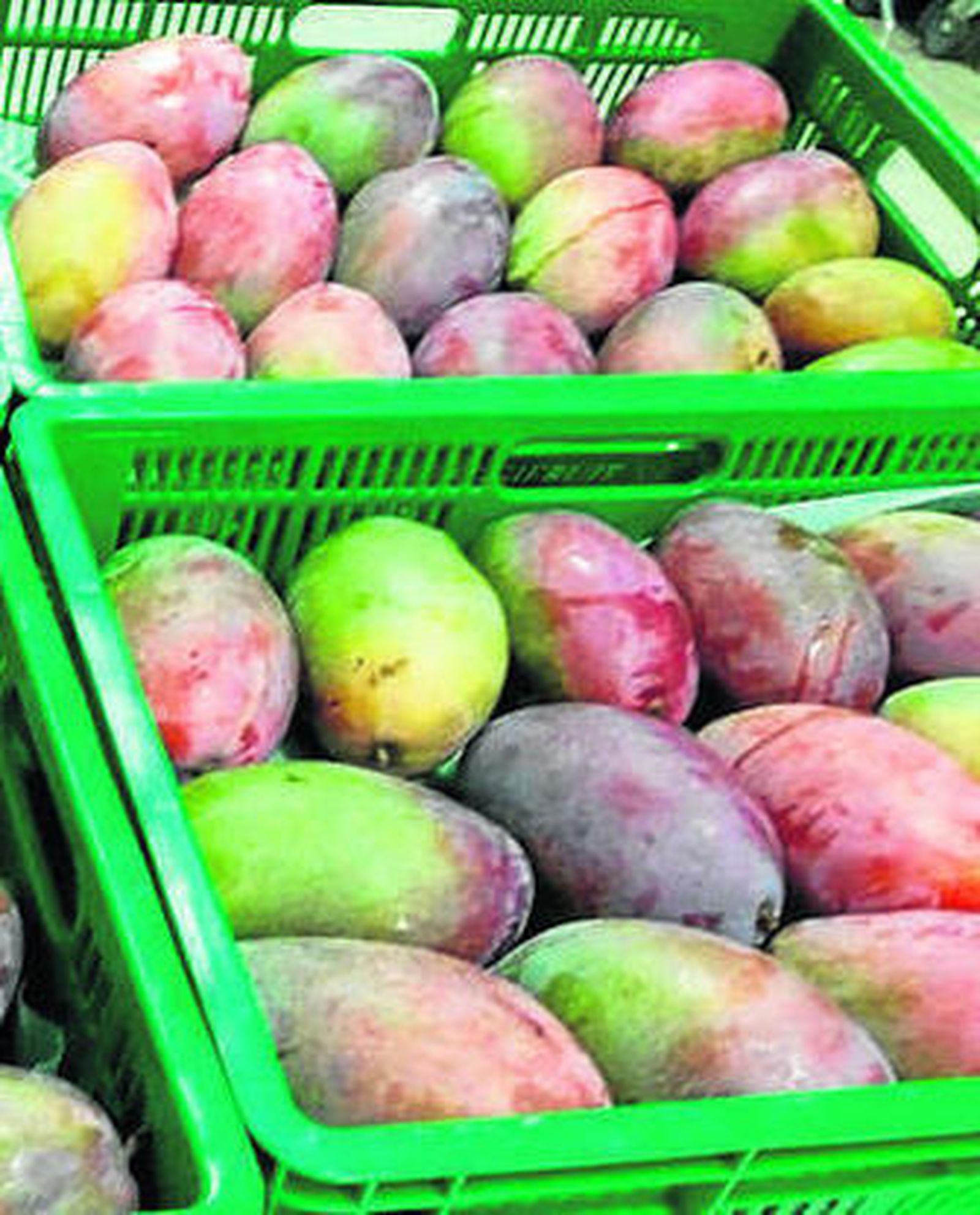 Cajas de mango.