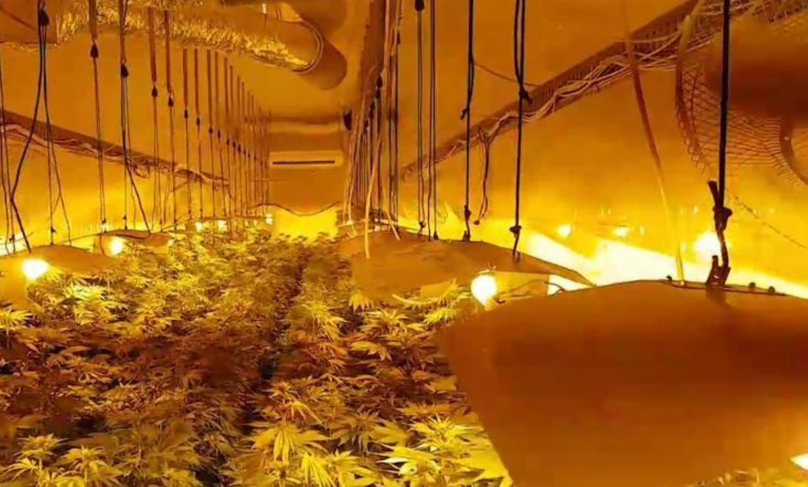 Una de las plantaciones de marihuana instalada en el remolque de un camión