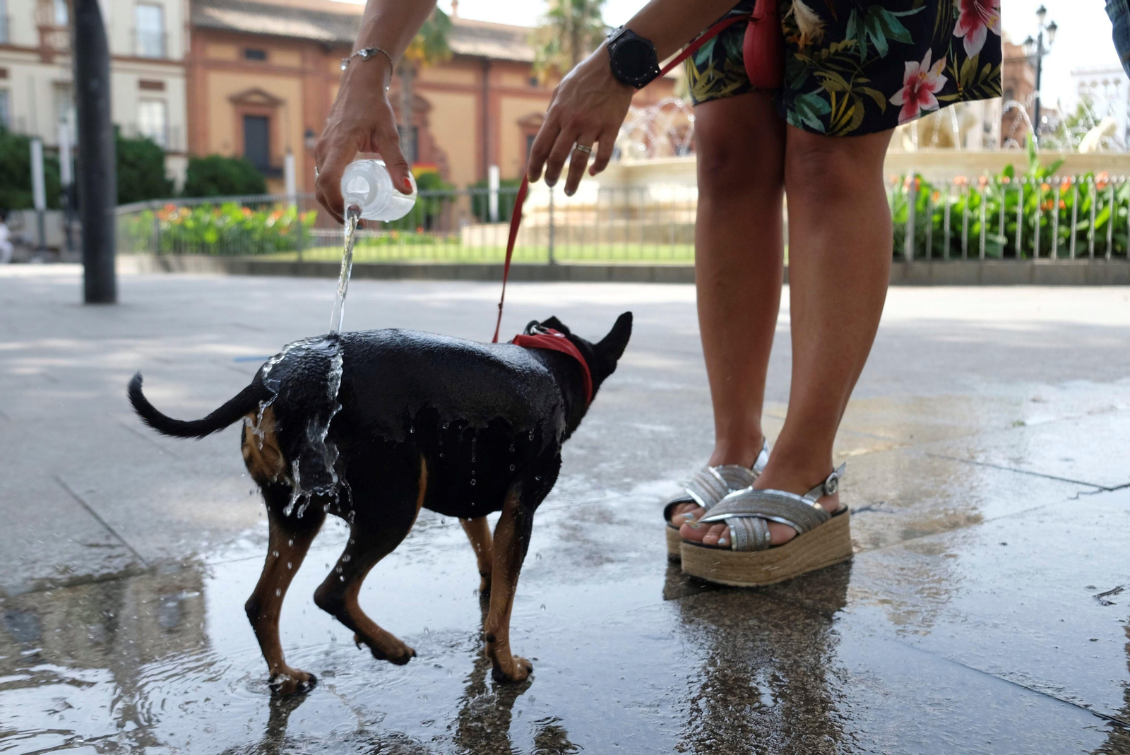 Una mujer refresca a su mascota con agua