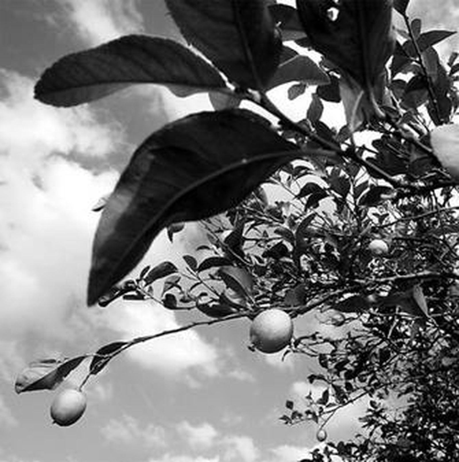 Rama de un limonero.