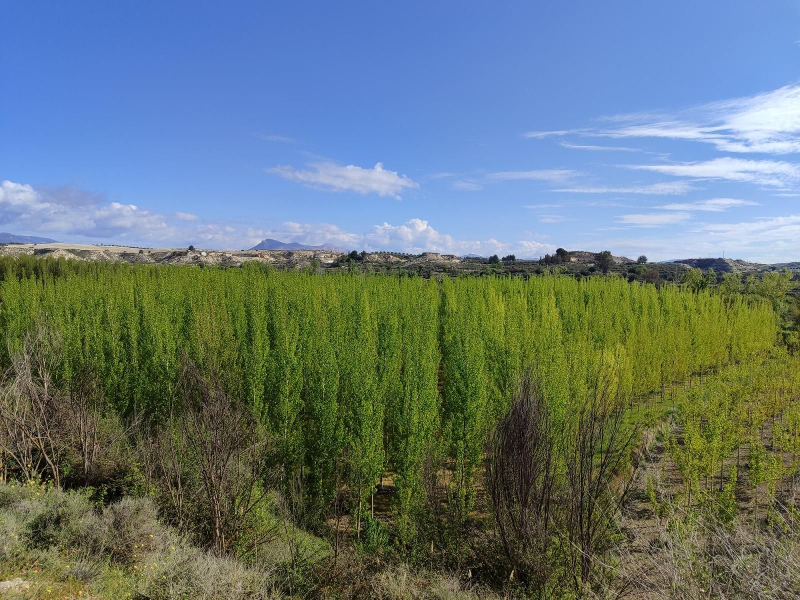 Vistas de las choperas de la vega desde el sendero.