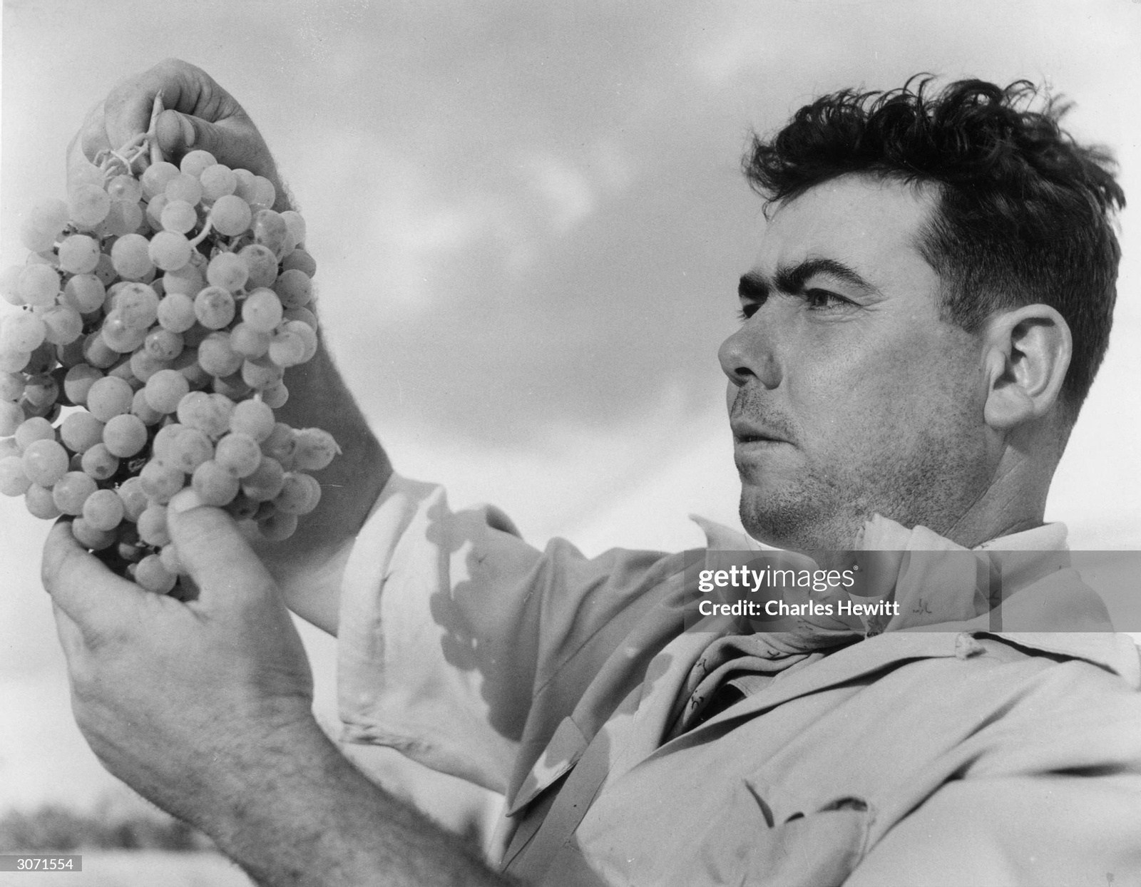 Vendimiador, por Charles Hewitt, 1954.