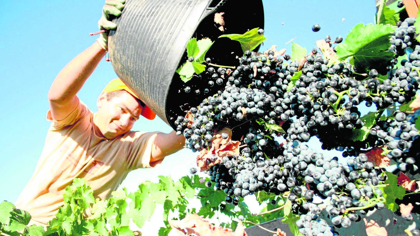 Un miembro de una cuadrilla retira la uva en Mollina.