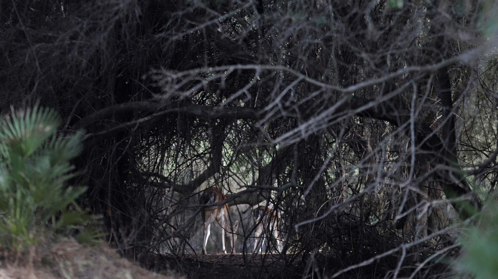 Fotos del sendero de la mariposa monarca en Castellar