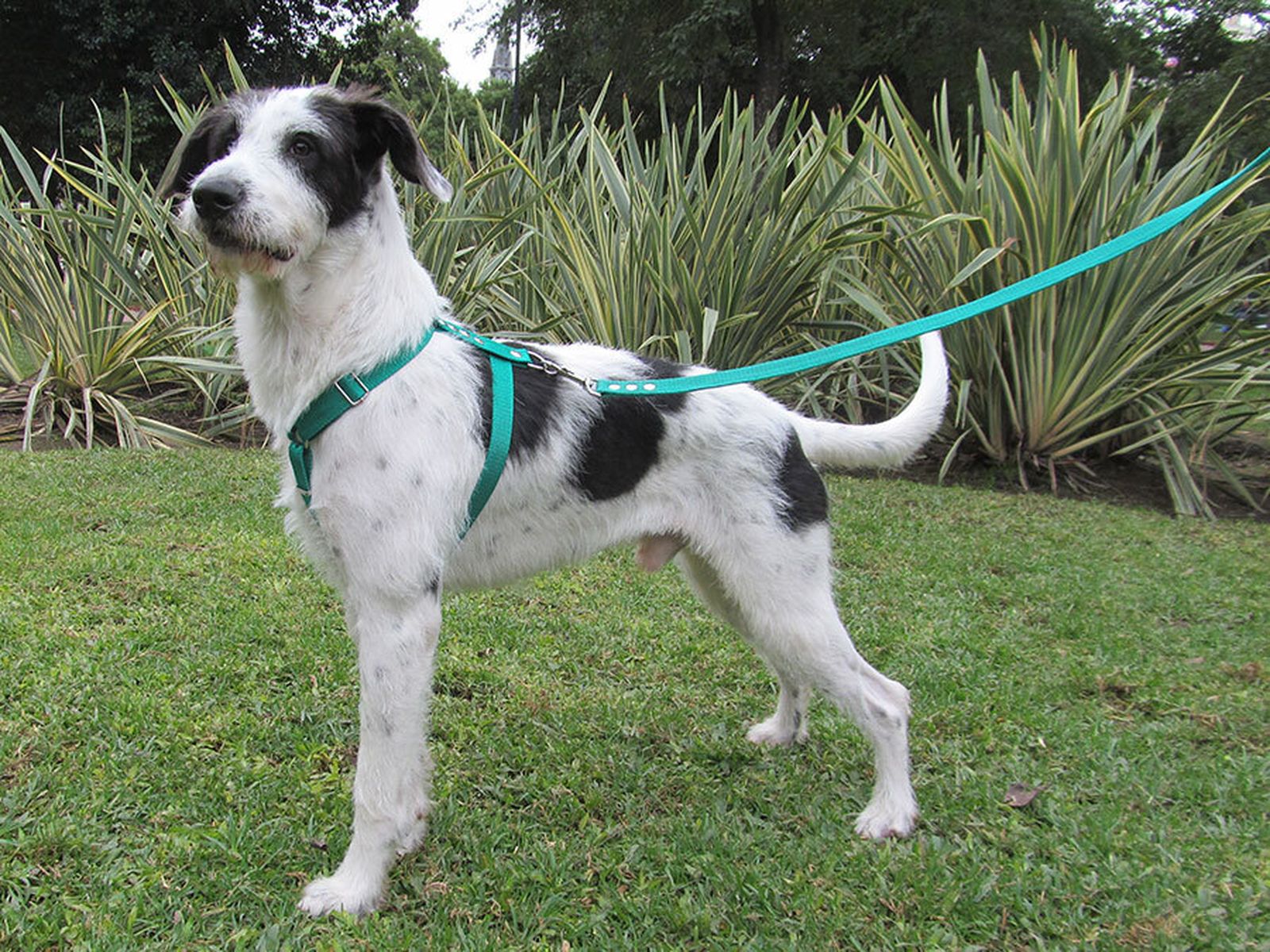 El Pleno del Ayuntamiento aprueba una moción para prohibir el uso de los collares que hacen daño a los perros.