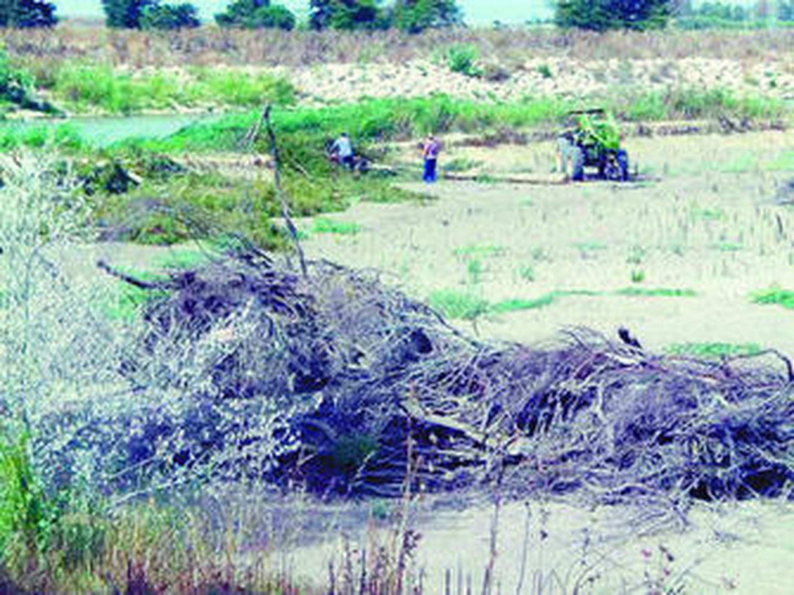 Imagen de la tala del arbolado en la ribera del Guadalete, ayer.