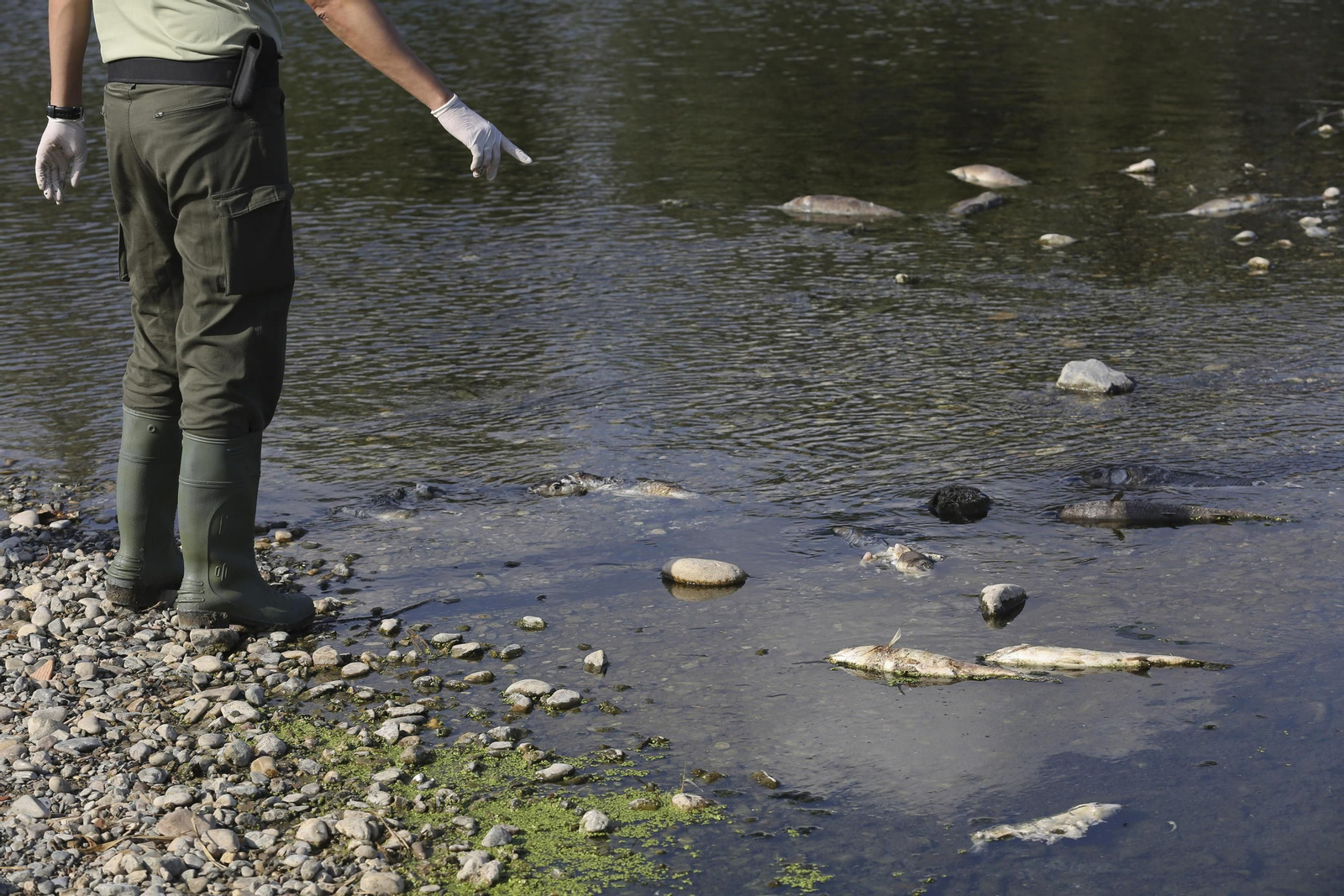 Aparecen cientos de aves y peces muertos en el río Guadalhorce