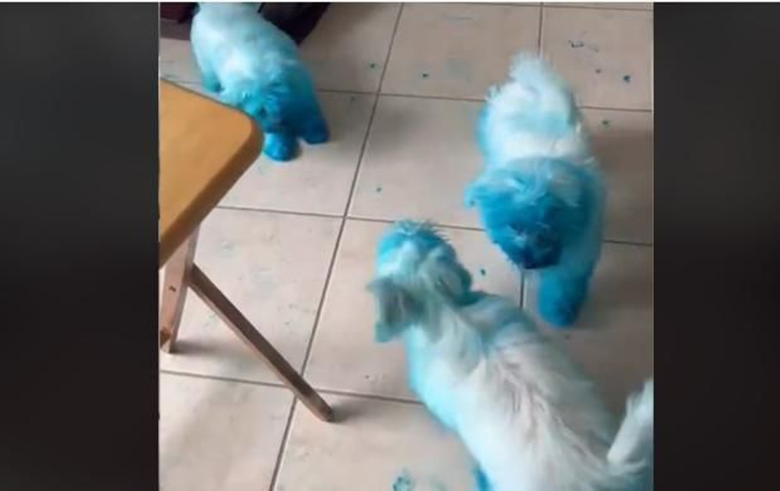 Unos perros terminan teñidos de azul y su dueña piensa que durará toda la vida
