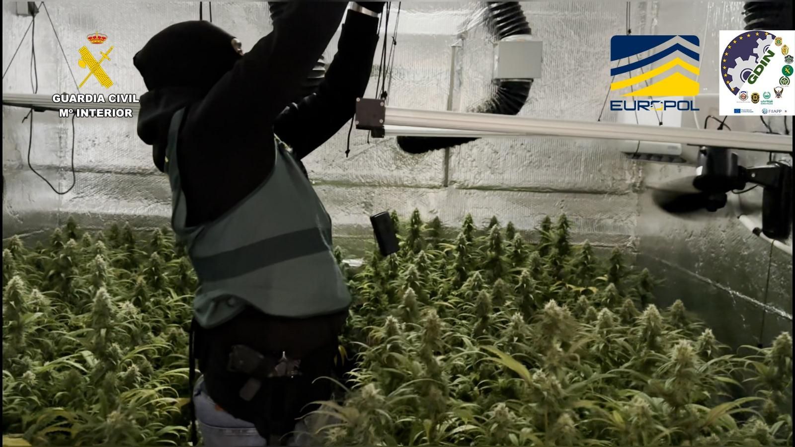 Plantación incautada durante la macrooperación.