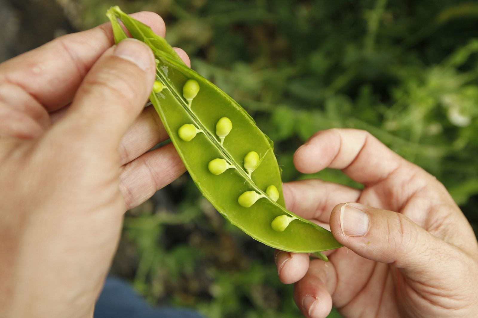 El tirabeque, un tipo de guisante suave y dulce, y producto exclusivo de Dalias