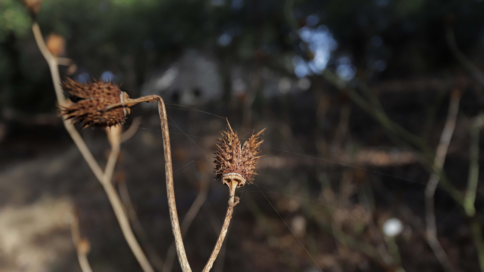 Fotos del sendero de la mariposa monarca en Castellar