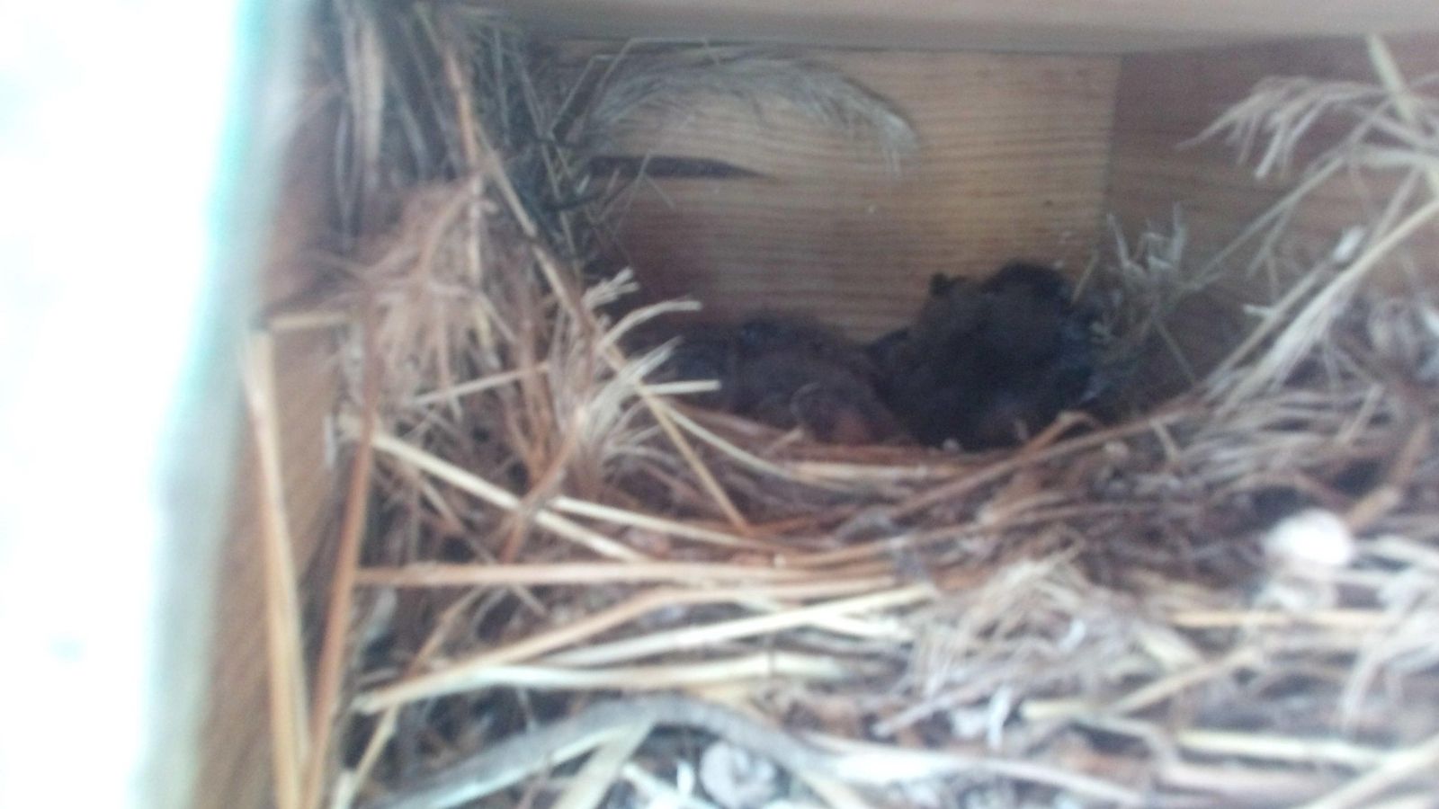 Pollos en una de las cajas-nido del polideportivo de Cabra.