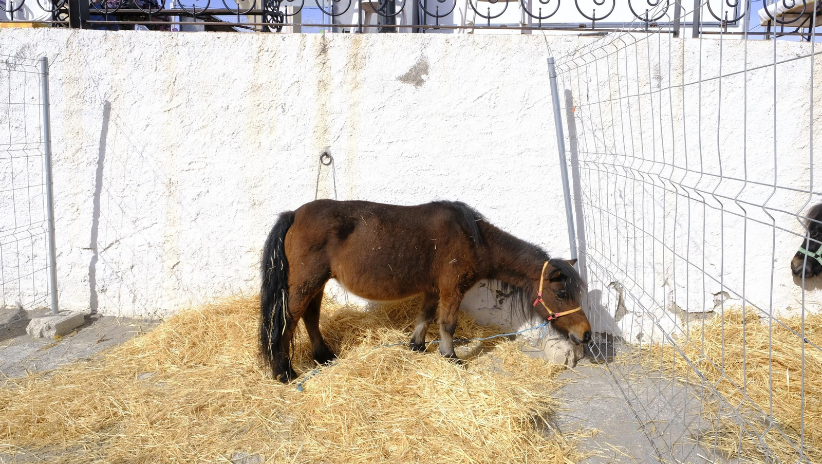 Las fotos de la Feria del Ganado y del Pájaro Perdiz en Albox