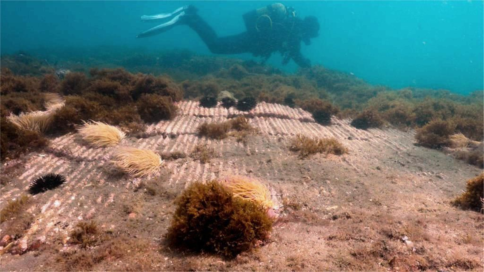 Pecio en la Costa de Marbella.