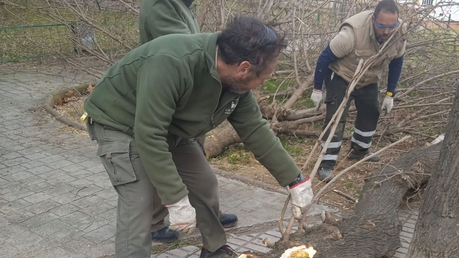 Trabajos de limpieza de árboles y ramas en Jaén.