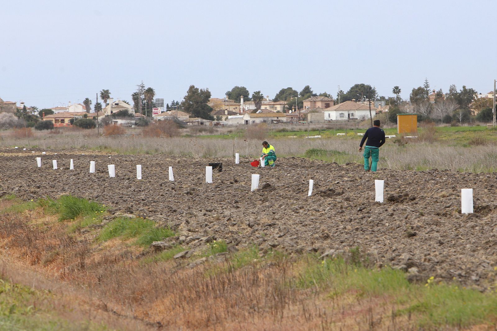 Vista de trabajadores en el momento de colocar las distintas especies arbóreas de manera alineada.