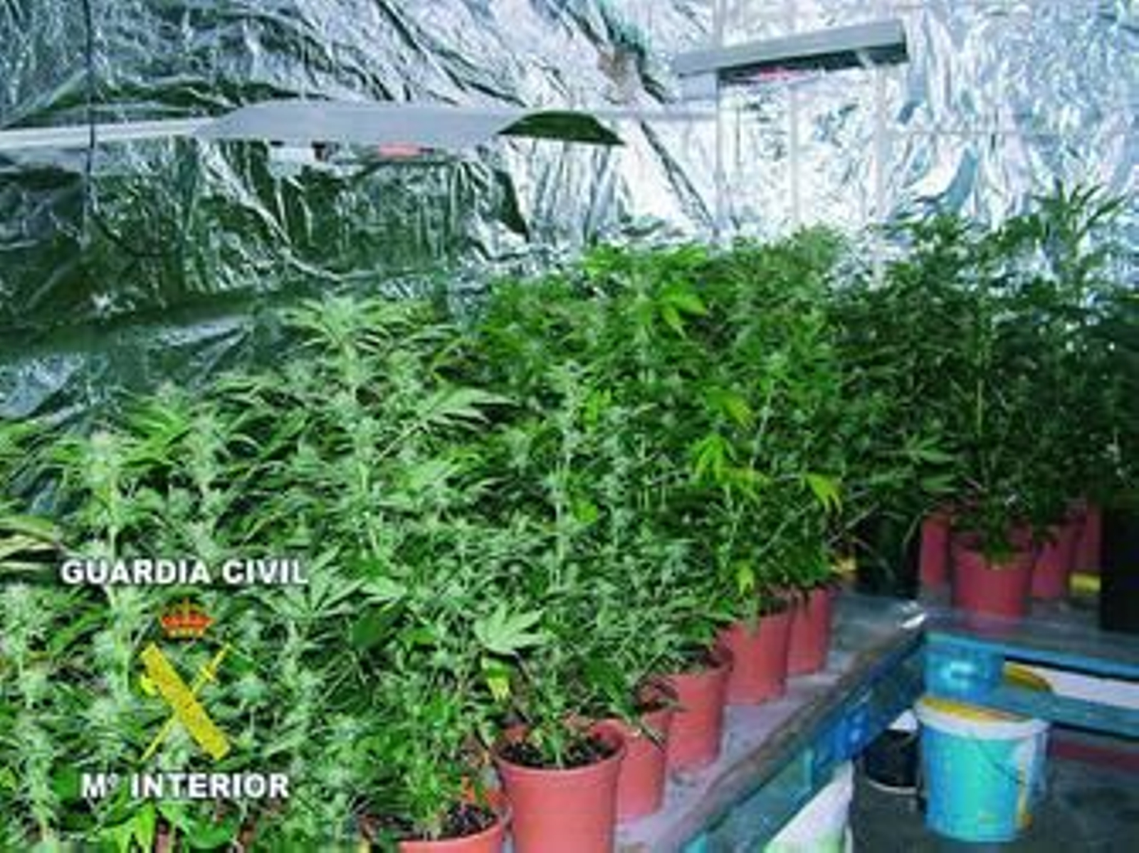 En el interior del sótano había 91 plantas en fase de crecimiento.