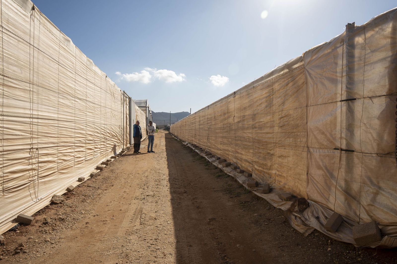 La primavera se planta en invierno entre sandías y tomates almerienses