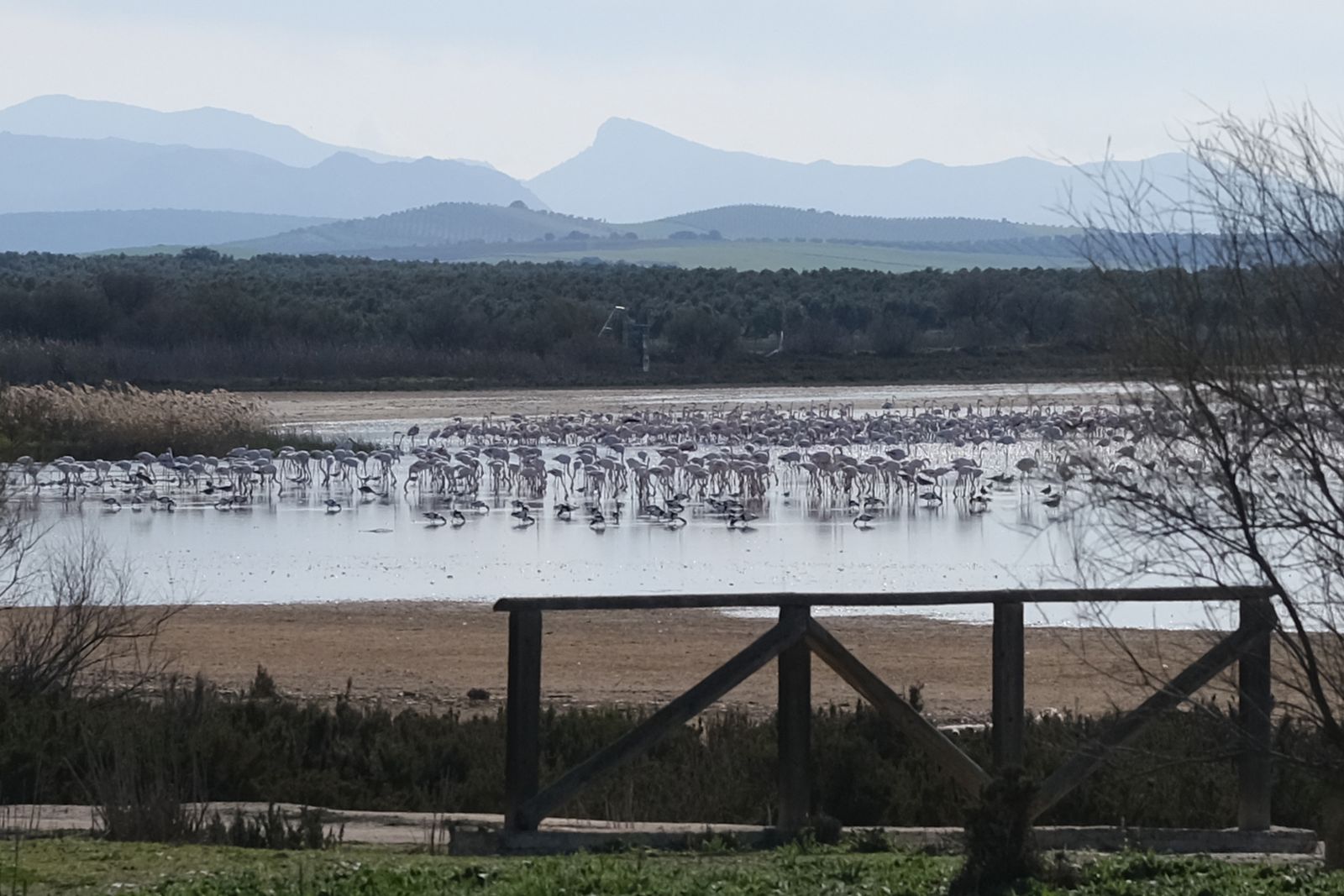 Los flamencos regresan a Fuente de Piedra, en fotos