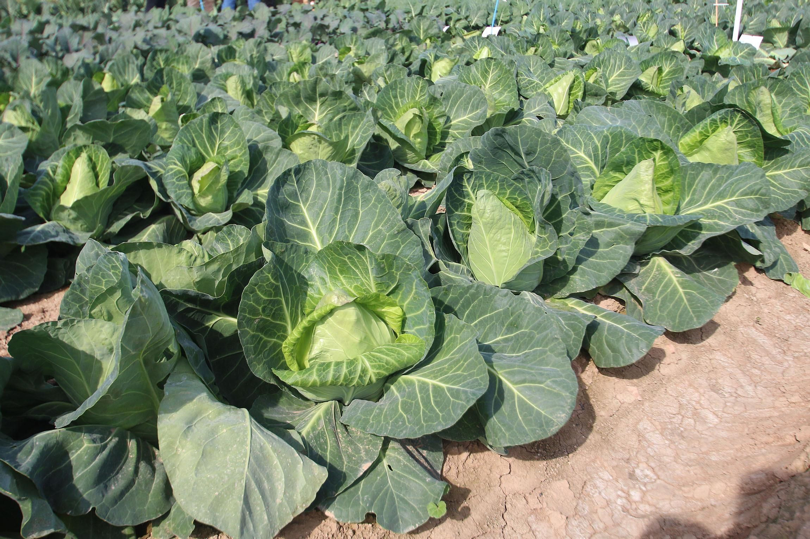 Fotogalería de las jornadas de puertas abiertas de Rijk Zwaan en Cartagena