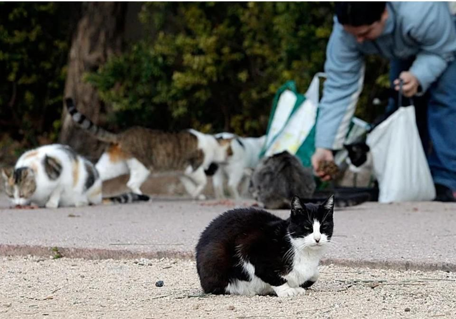 Una persona cuidando una colonia felina.