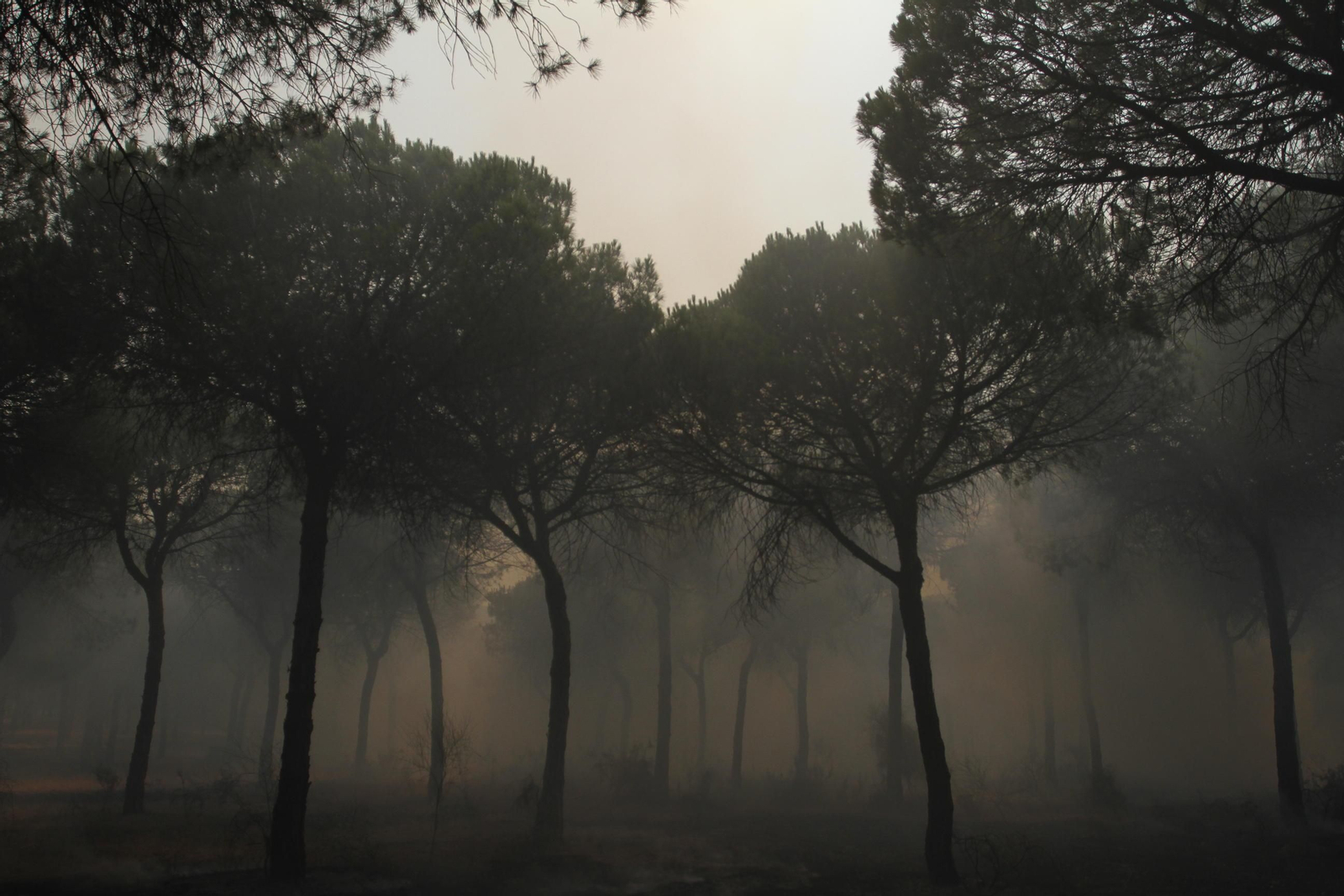Las imágenes del incendio en Moguer y Mazagón