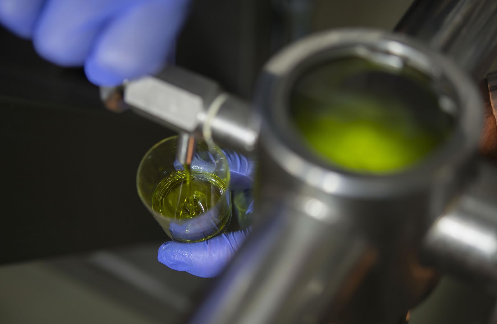 Un trabajador comprueba la calidad del aceite de oliva.