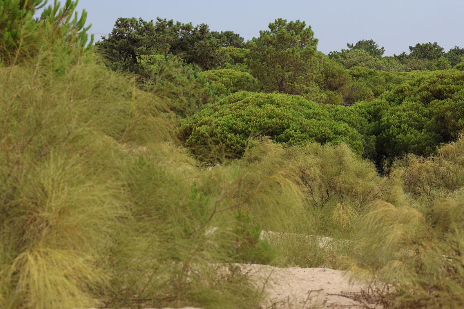 Imágenes de la diversa vegetación de las Dunas del Portil