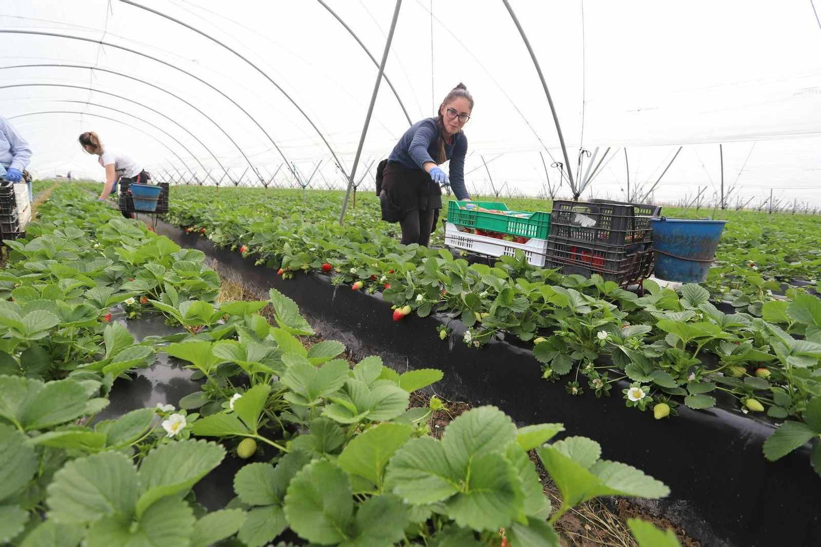 Recolección de fresas en Palos de la Frontera.