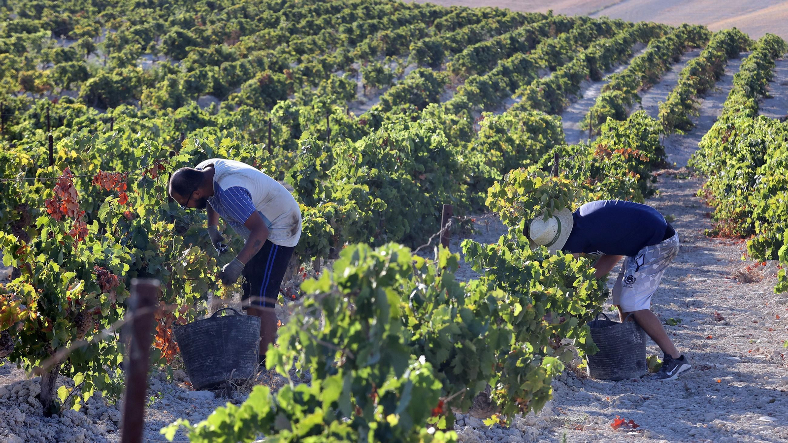 Vendimia a mano en la Viña El Caribe en Jerez