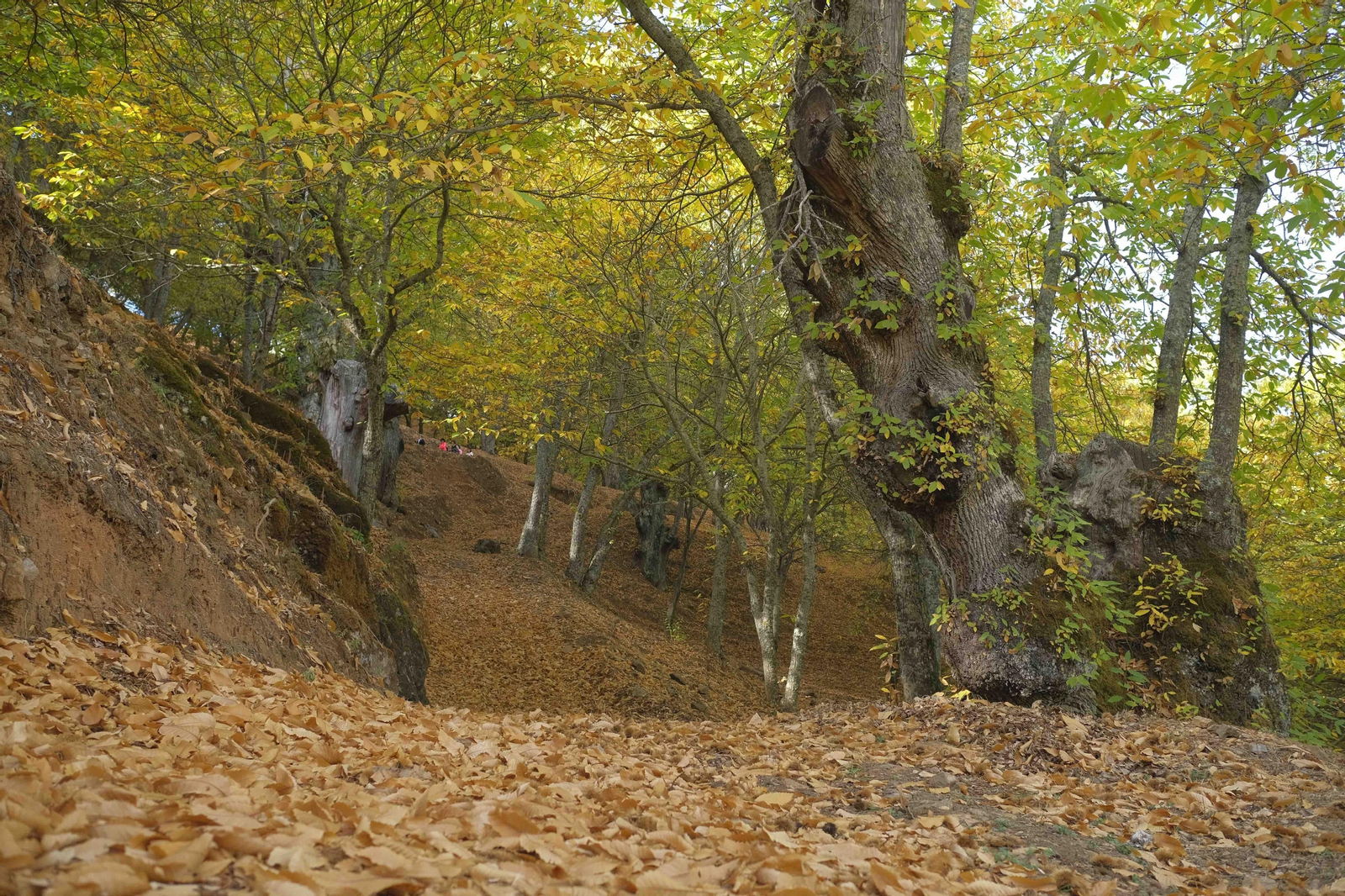El Bosque de Cobre, en imágenes