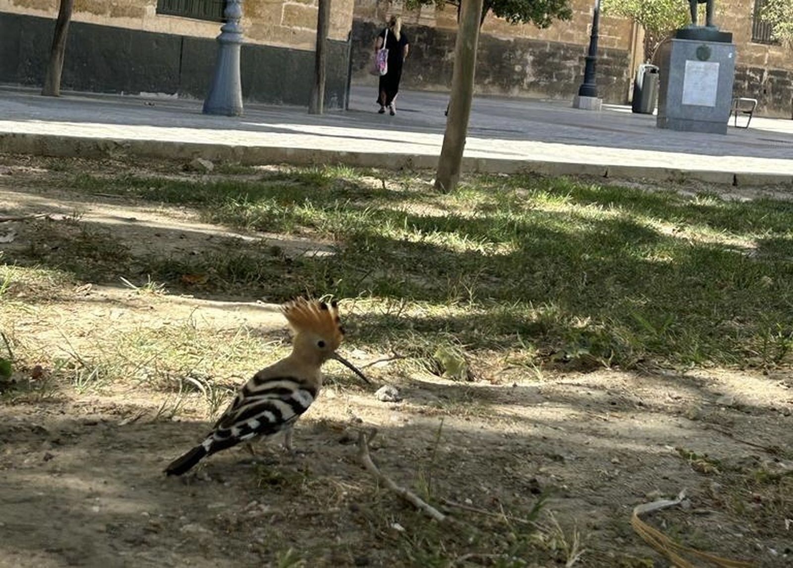 Pájaros exóticos en la plaza de España