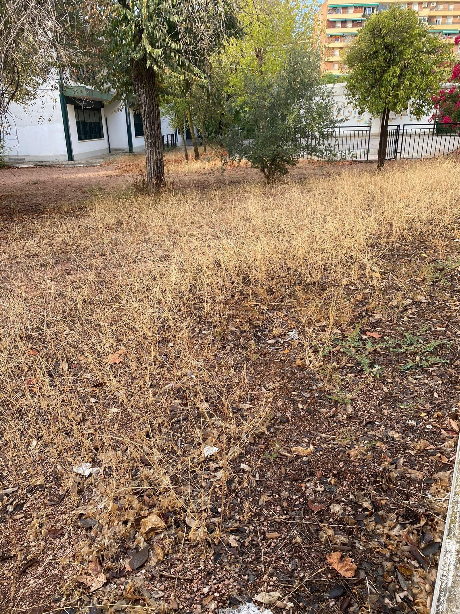 Estado en el que se encuentra el acceso a un colegio de la ciudad.
