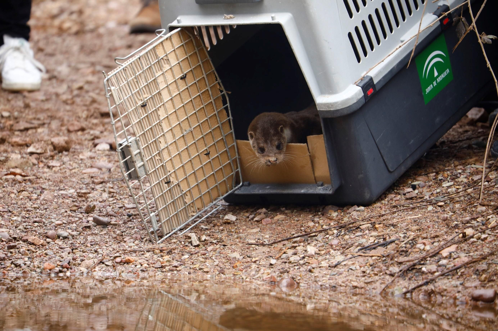 La suelta de la nutria recuperada en Córdoba, en imágenes La suelta de la nutria recuperada en Córdoba, en imágenes