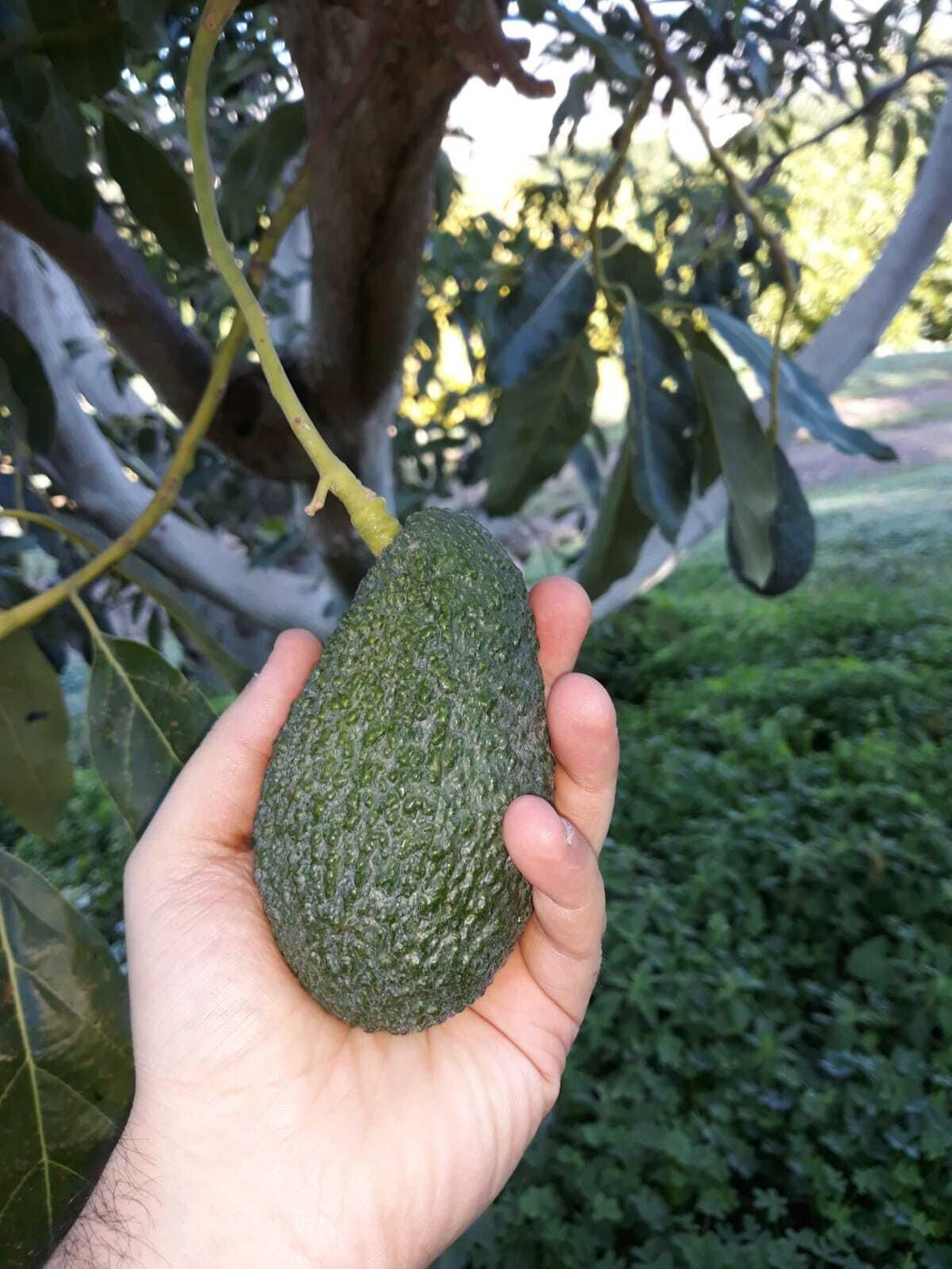 El aguacate es un alimento sano y con muchos nutrientes.