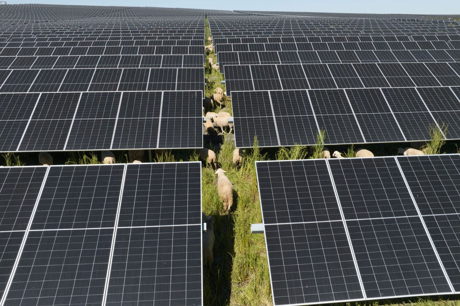 Planta fotovoltaica en cuyos terrenos pasta un rebaño de ovejas