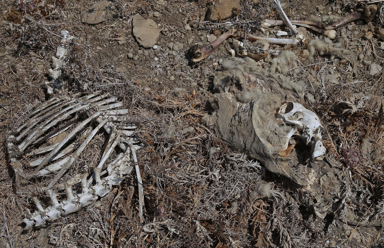 El cementerio ilegal de caballos de Algeciras, en imágenes