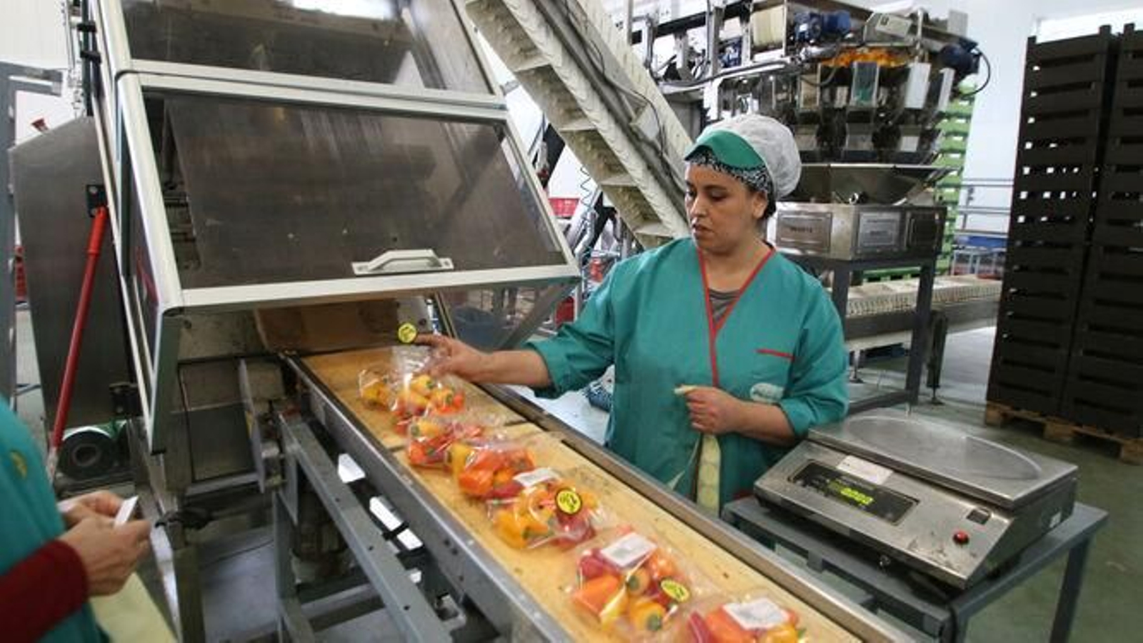 El agro es el sector líder en exportaciones de la provincia de Almería.