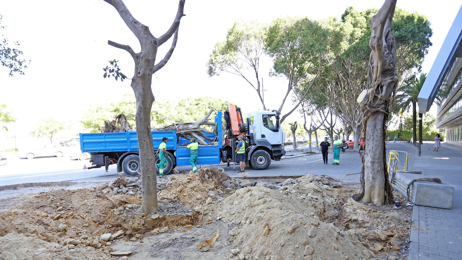Traslado de los árboles de Chapín