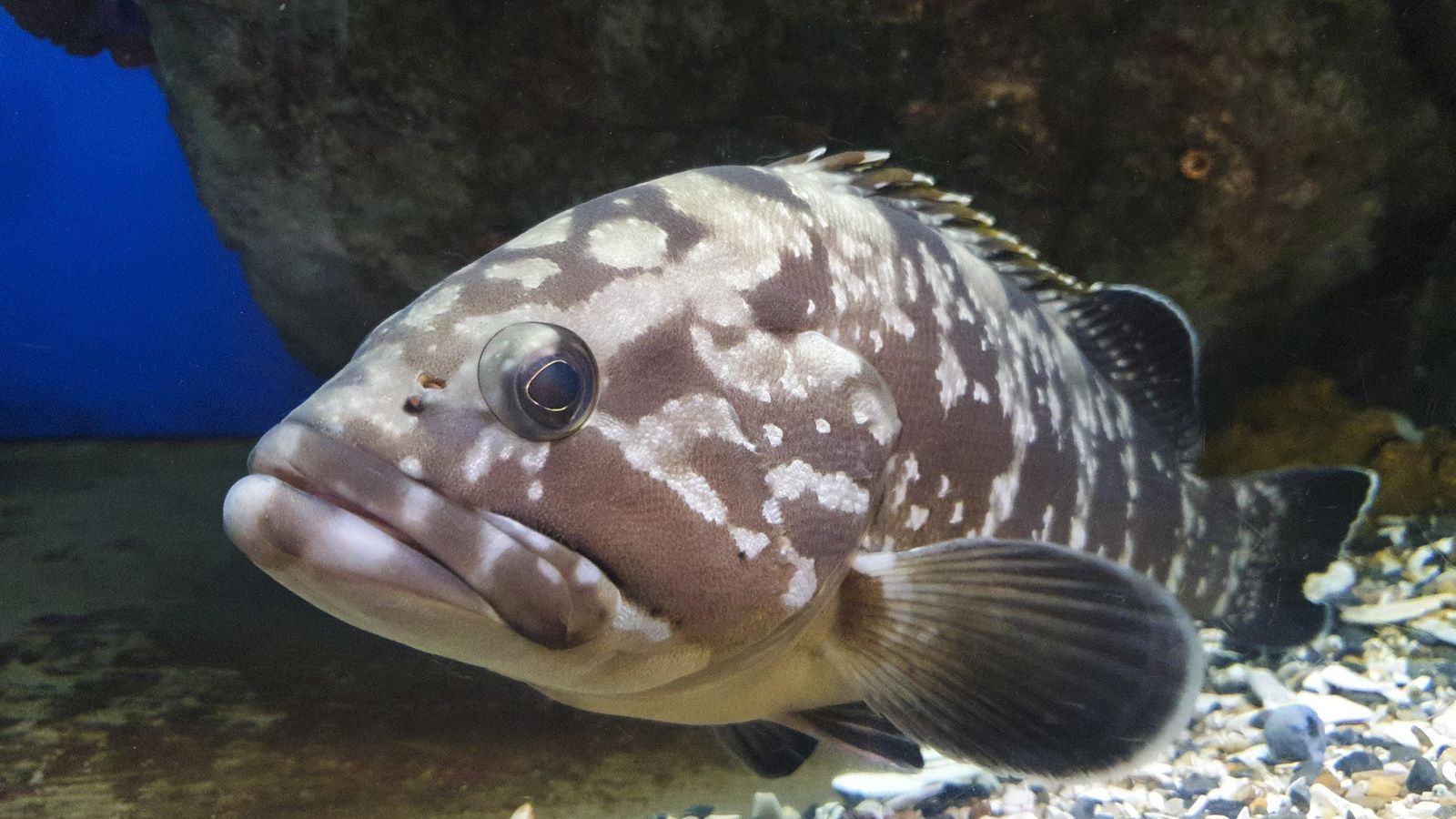 Un ejemplar del acuario del Museo Alborania.