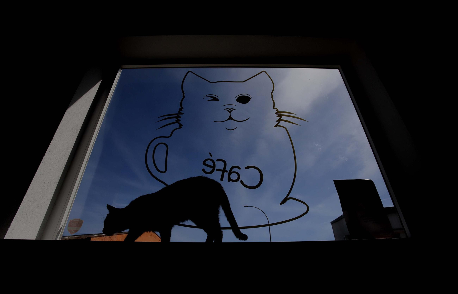 Fotos de Kitty Cat, la cafetería - refugio de gatos en La Línea